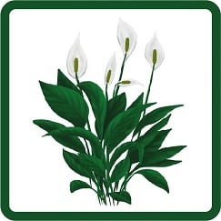 Chrysanthemum morifolium ‘Bolero’